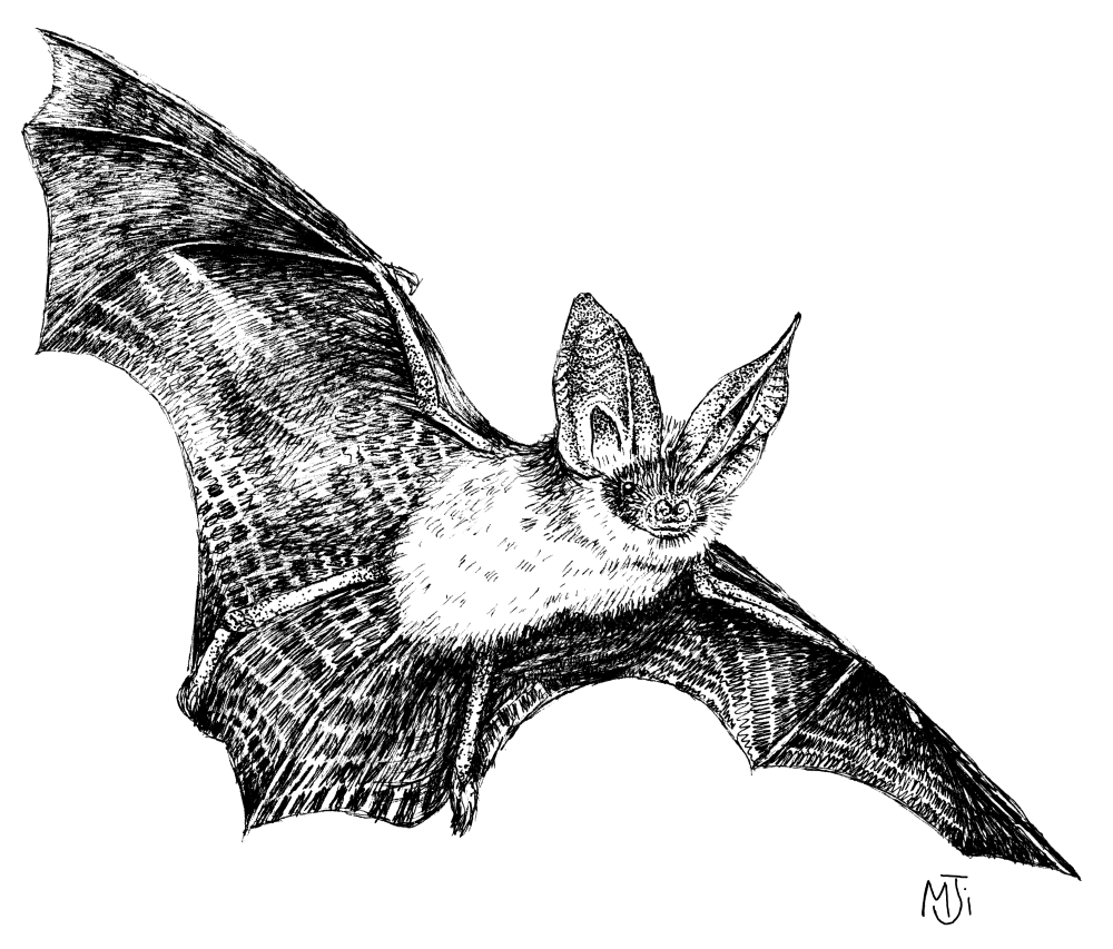 An illustration of a brown long-eared bat