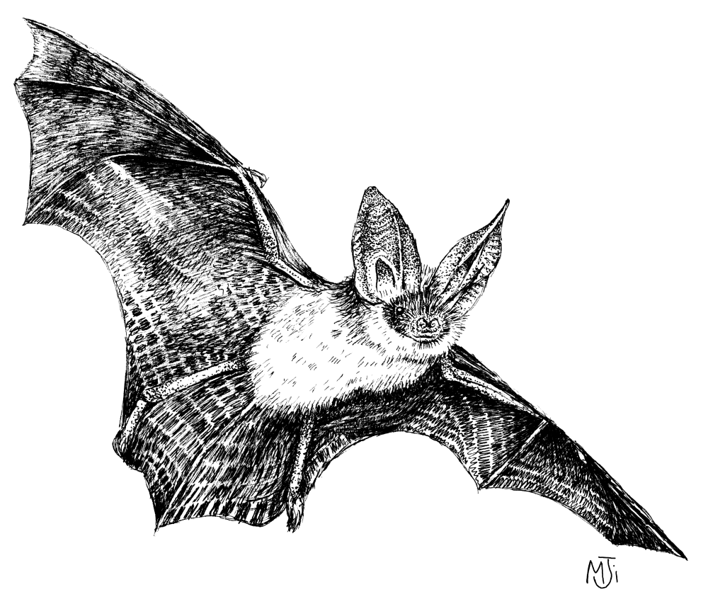 Step bat. Усатая ночница рисунок. Ночница Брандта раскраска. Ушан рисунок. Vamberi bat рисунок.