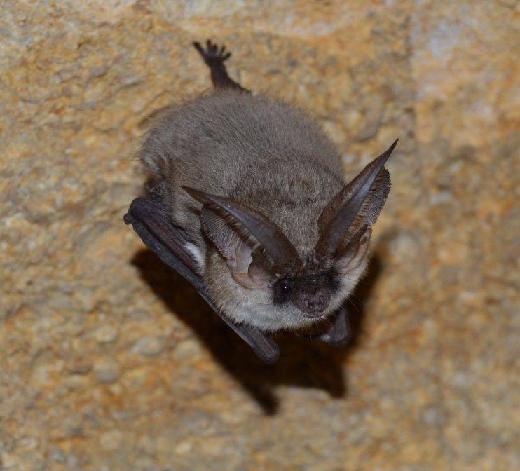 A small, greyish bat with noticably long ears, hanging from a stone wall facing the camera