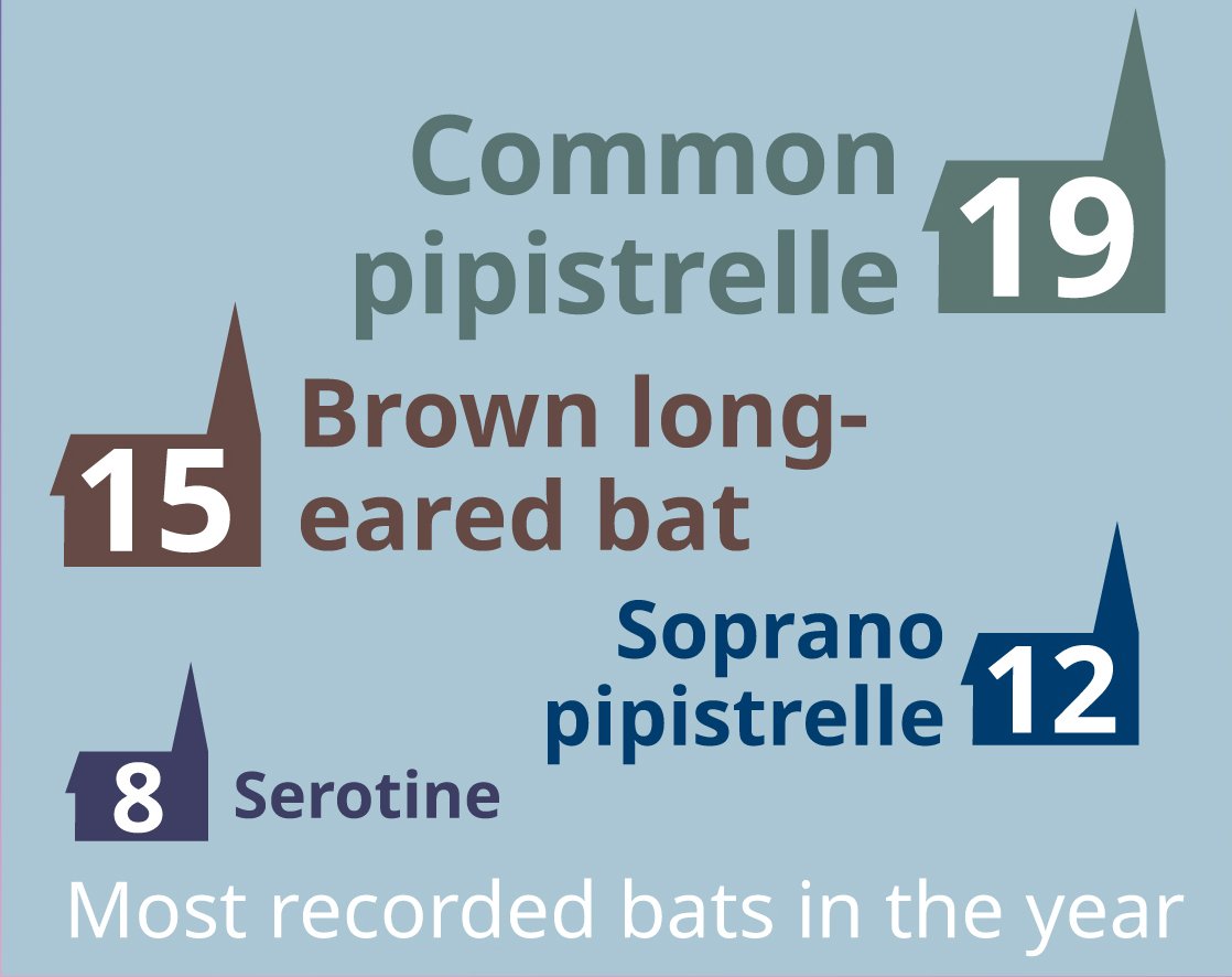 An infographic showing the four most recorded bats in our surveys in 2020 and the number of churches they were recorded in