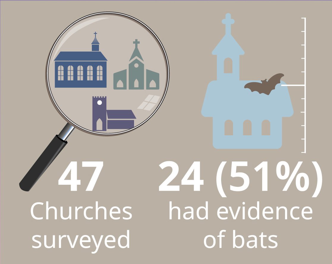 An infographic displaying the number of churches surveyed (47) in 2020 and the percentage which had evidence of bats (51%)
