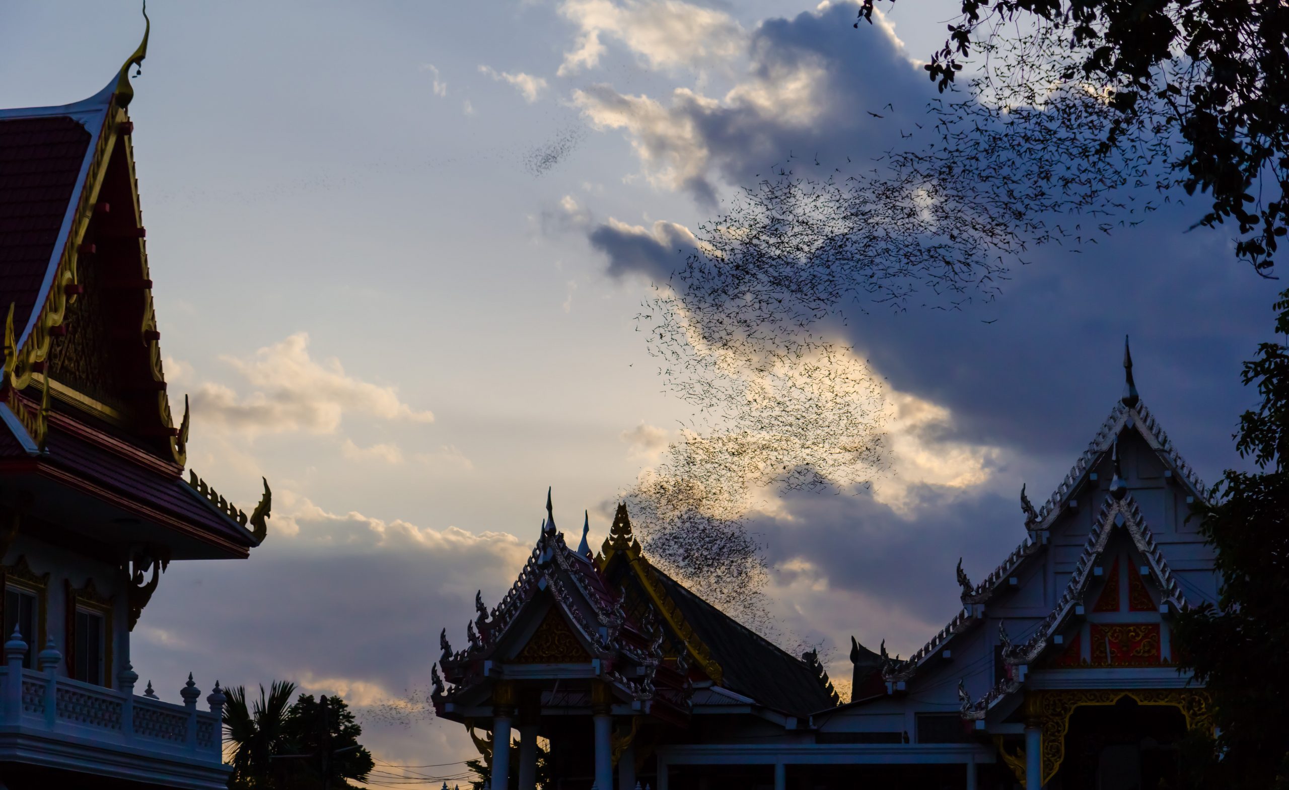 A large colony of bats leaving a Thai temple at dusk