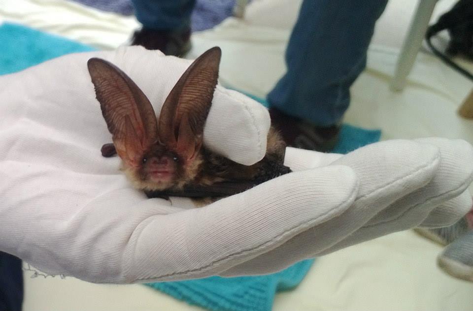 A long eared bat looking at the camera, being held by a hand in a white cotton glove