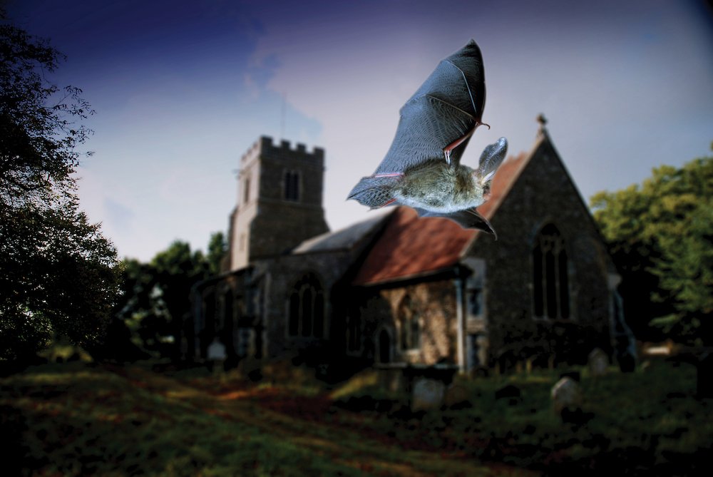 A brown long eared bat flying in front of a church