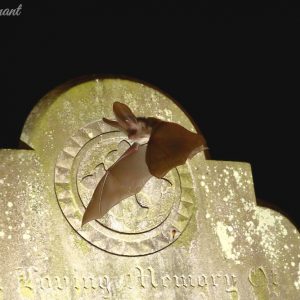 A brown long eared bat flying in front of gravestone