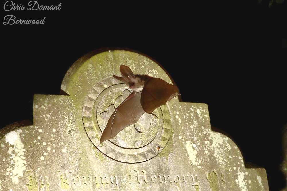 A brown long eared bat flying in front of gravestone