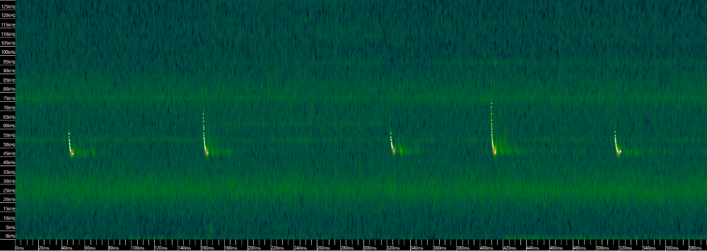 A sonogram of a Common Pipistrelle call