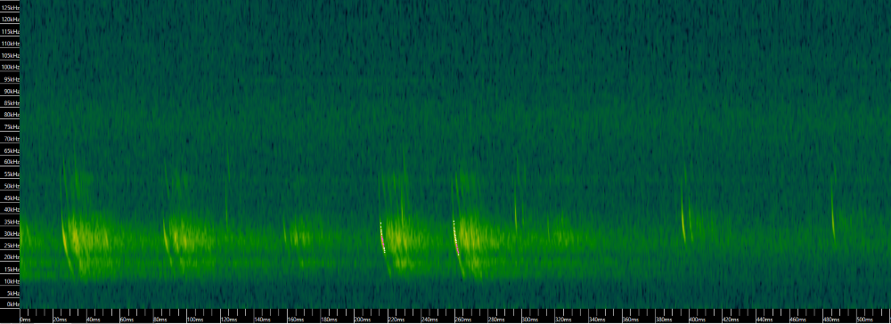 A sonogram of a Long eared bat social call