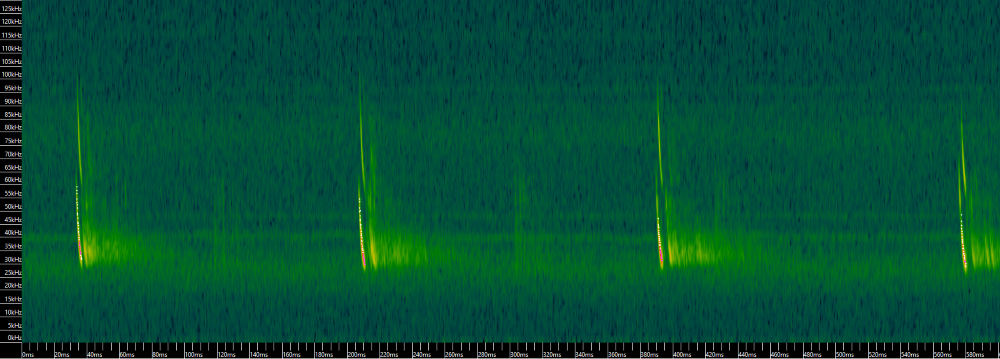 A sonogram of a Serotine bat call
