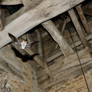 A bat flying under an ancient beam inside a church