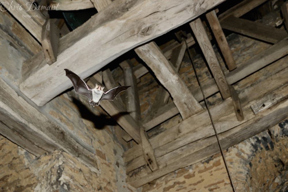 A bat flying under an ancient beam inside a church tower