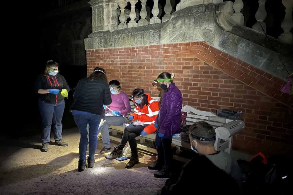 A group of bat workers on a night time survey