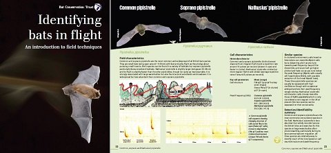 Small preview image of the identifying bats in flight leaflet