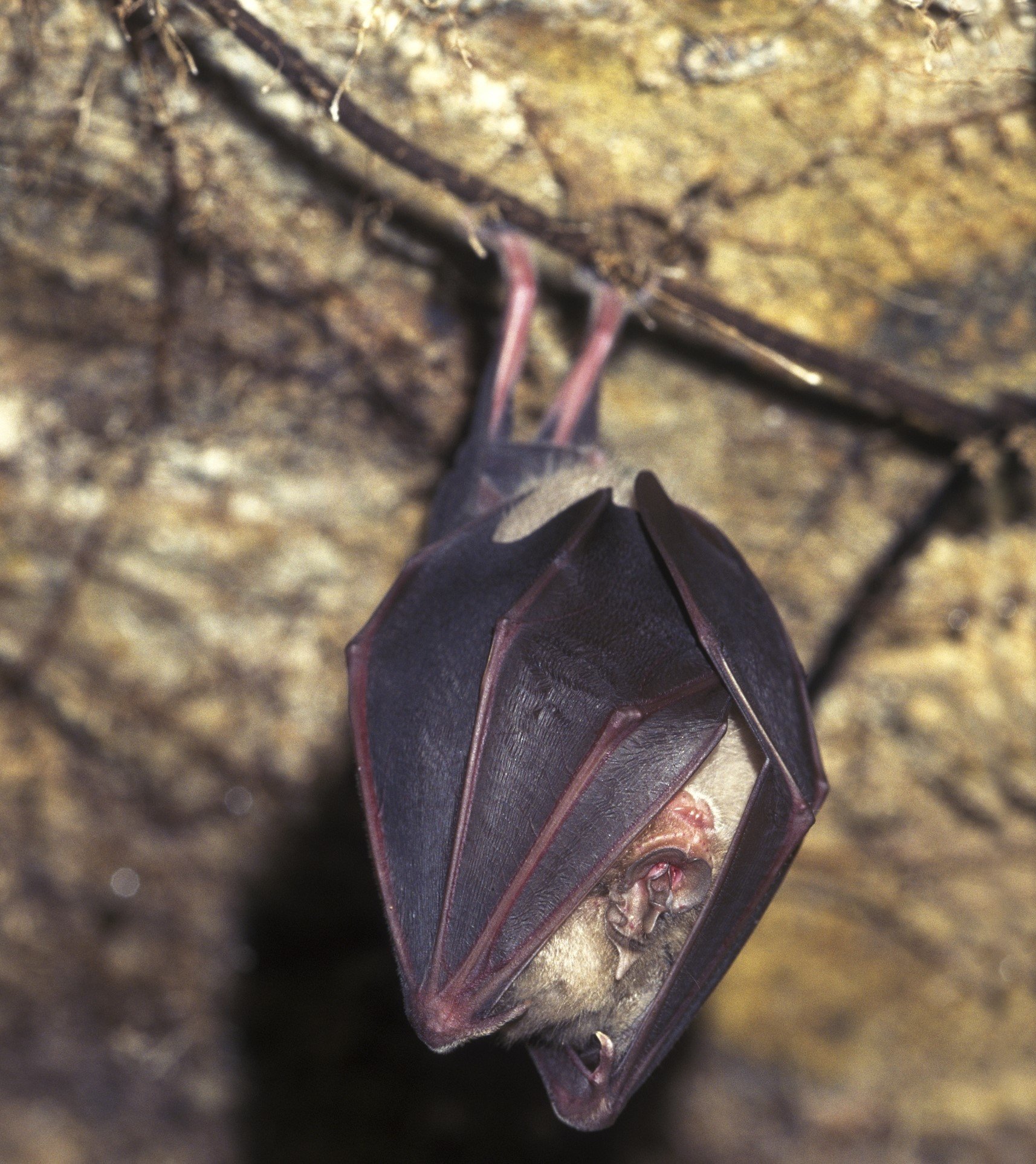 Image of a Greater Horseshoe Bat hibernating upside-down