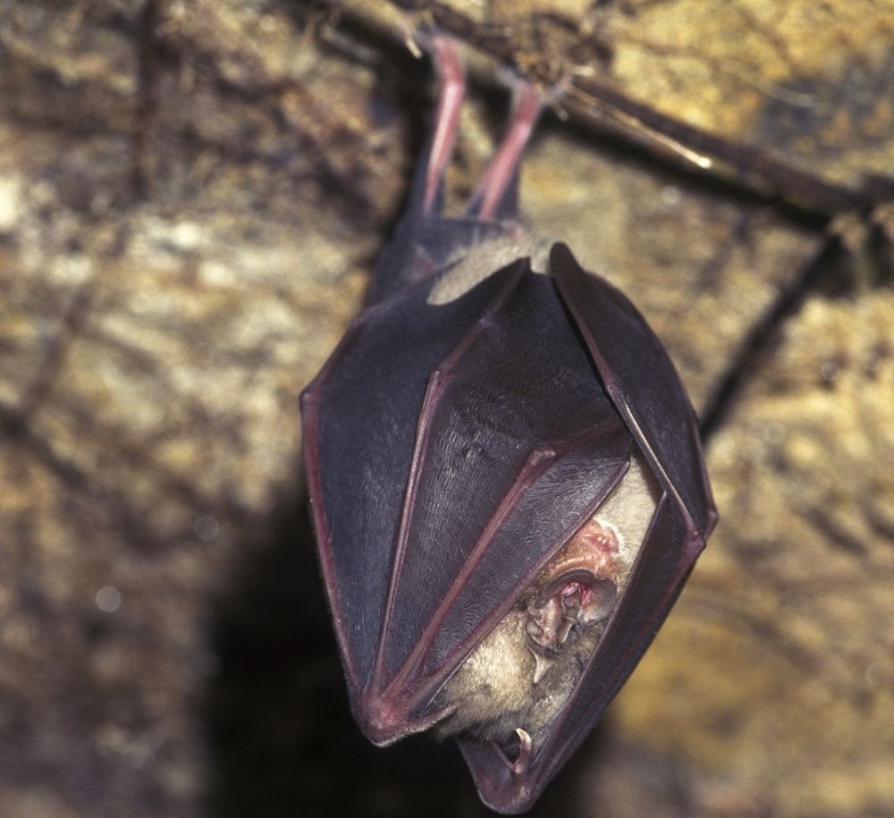 Cropped image of a Greater Horseshoe Bat hibernating upside-down