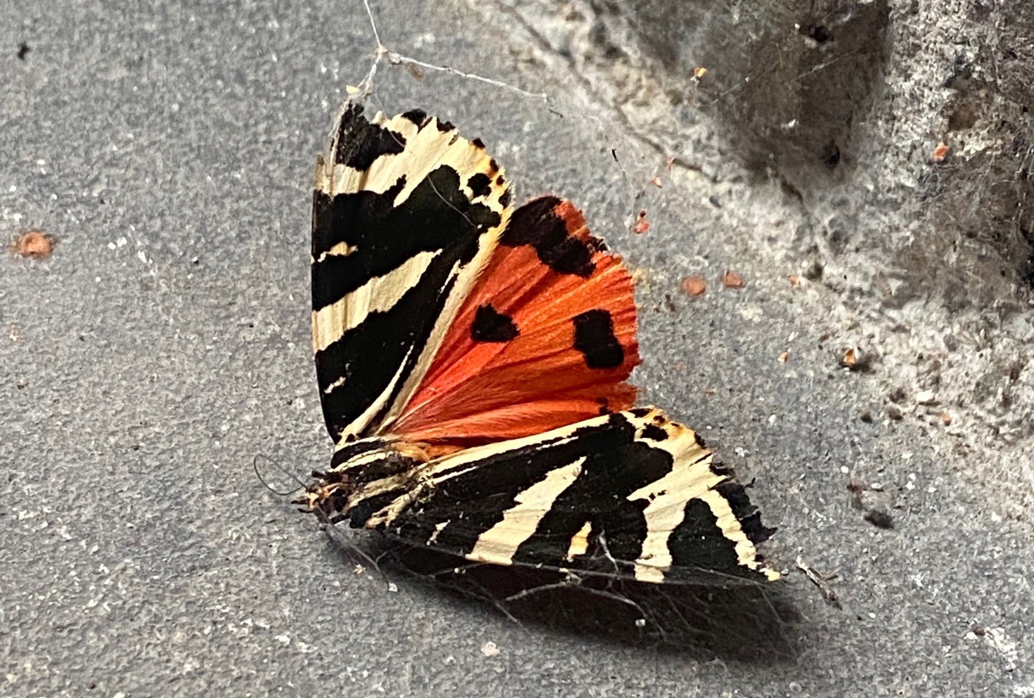 Image of a Jersey Tiger Moth on a concrete floor