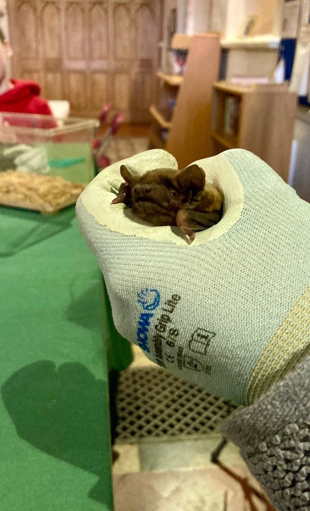 A photograph of a noctule bat