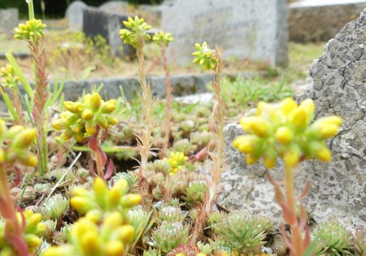 yellow stonecrops flower in a graveyard
