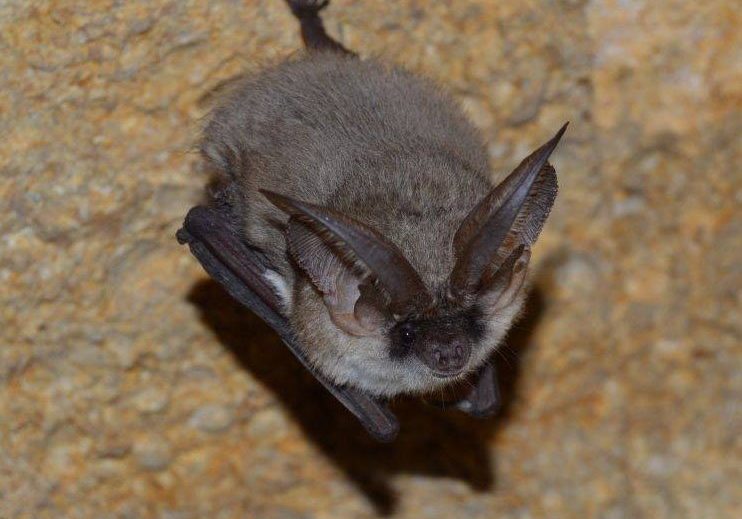 A small, greyish bat with noticably long ears, hanging from a stone wall facing the camera