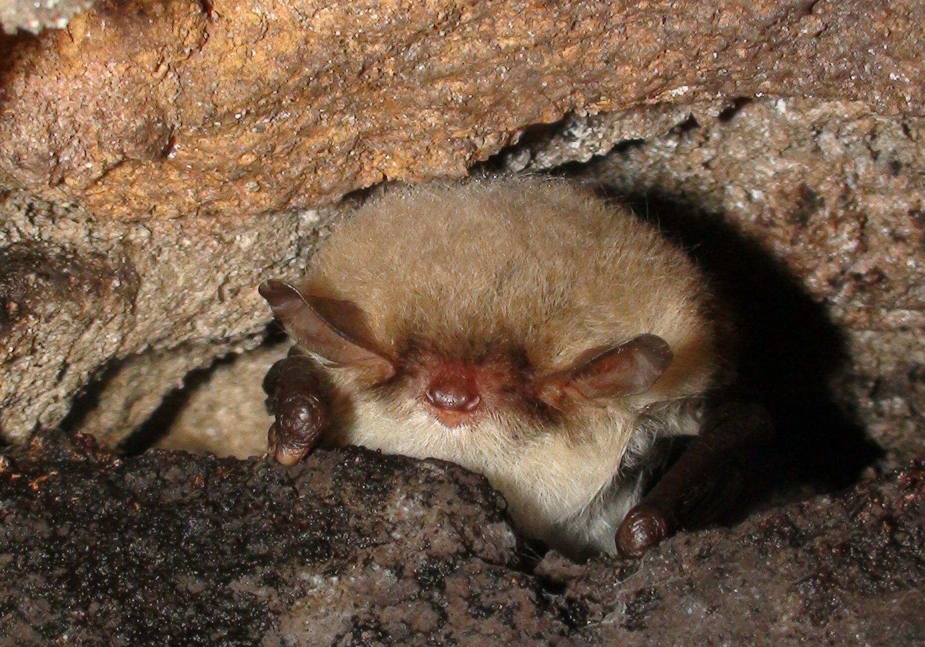 The face of a Natterer's Bat, the bat is squeezed into a small gap in some stonework