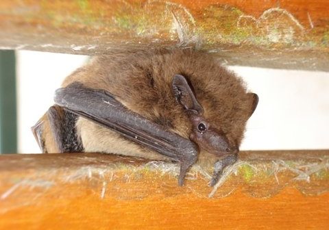 A Soprano Pipistrelle bat, a tiny brown bat perched in a gap between two pine planks