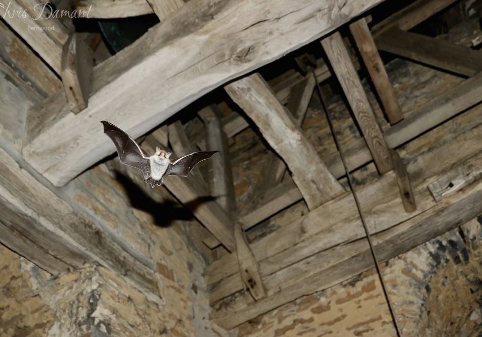 A bat flying under an ancient beam inside a church tower